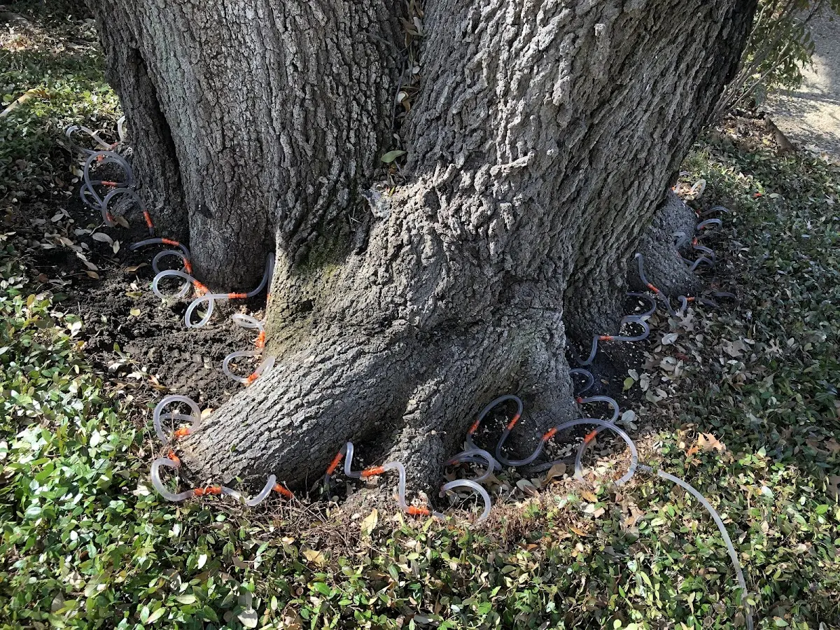 Detailed Tree Cabling and Bracing job site in West Wareham