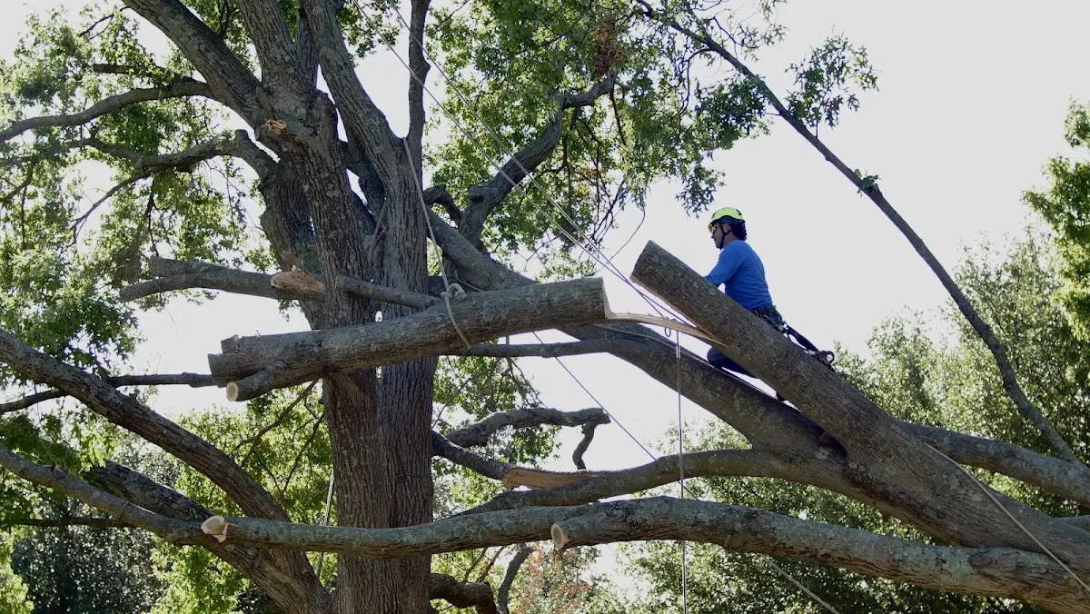 Professional Crown Thinning performed by certified arborists in West Wareham