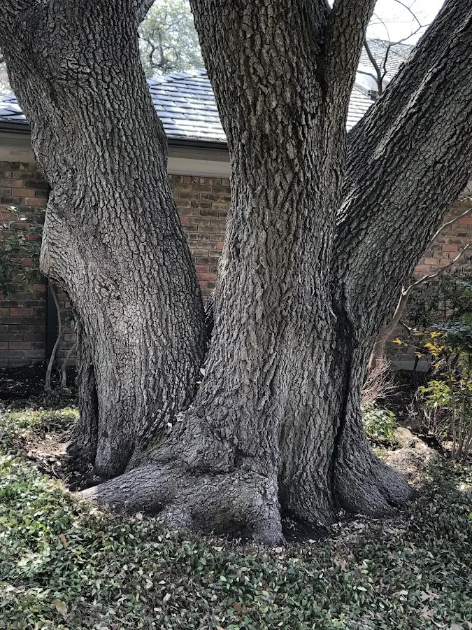 Mature heritage tree close to a West Wareham property cared for by certified arborists